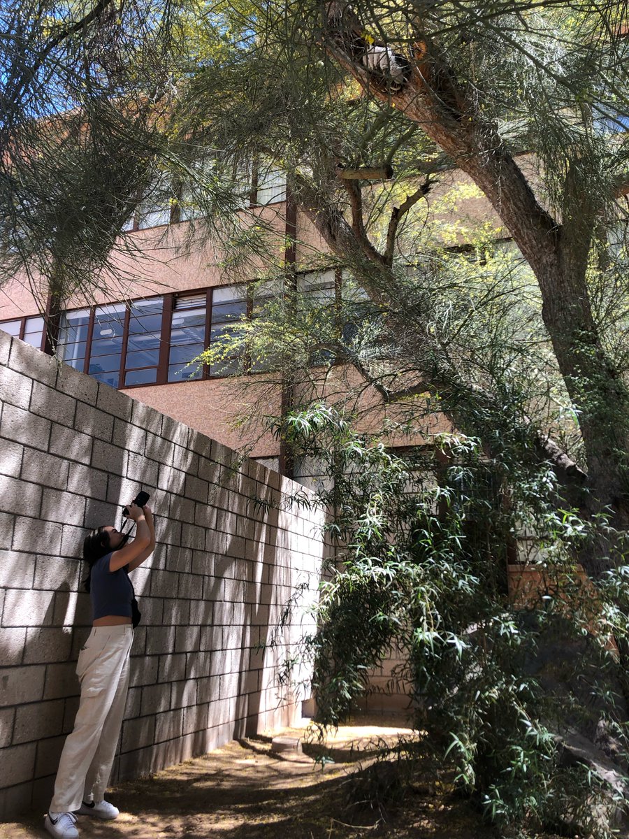 shafferz1's tweet photo. While out wasping (studying paper wasps), my undergraduate student and I found a really beautiful feral bee hive on the ASU main campus.  I hope it can be left alone for the season...!  although probably #Africanizedbees #Apismellifera https://t.co/2ucmsAIwX3
