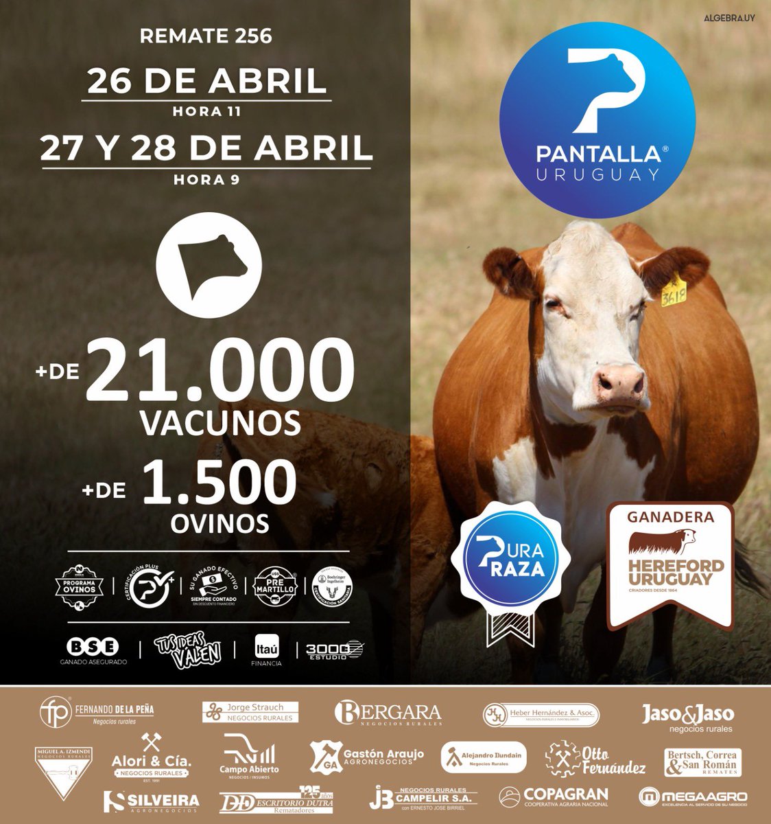 PantallaUruguay's tweet photo. ¡Tenemos cantidades! Se viene una ganadera @hereforduy los días 26, 27 y 28 de Abril para este #Remate256 de Pantalla Uruguay. ¡Lo esperamos!
Pantalla Uruguay, ¡TODO GANADO!
@bseuruguay @BoehringerSA @ItauUruguay https://t.co/gS9GzXNqYw
