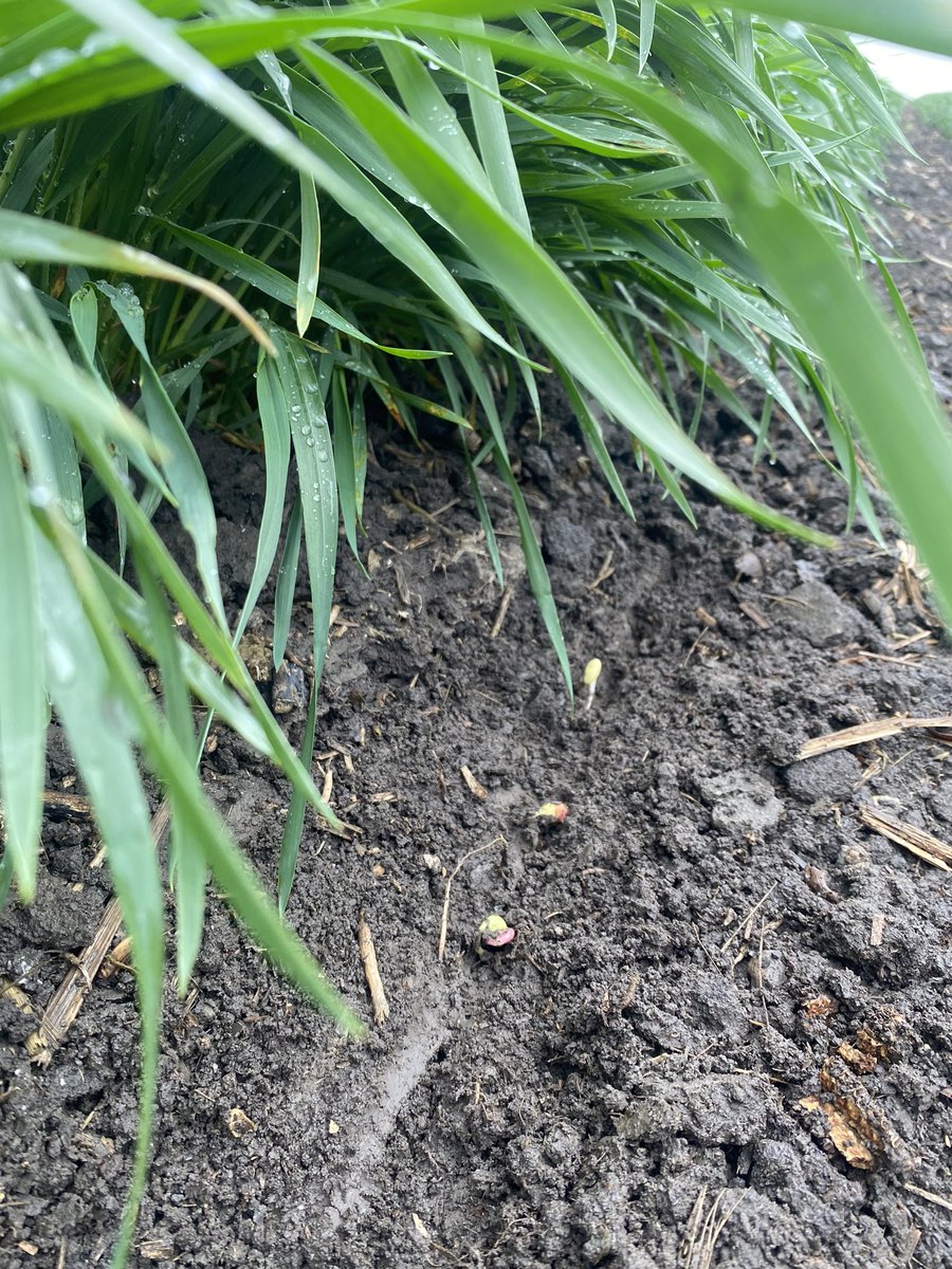 Jason Mauck tweet media