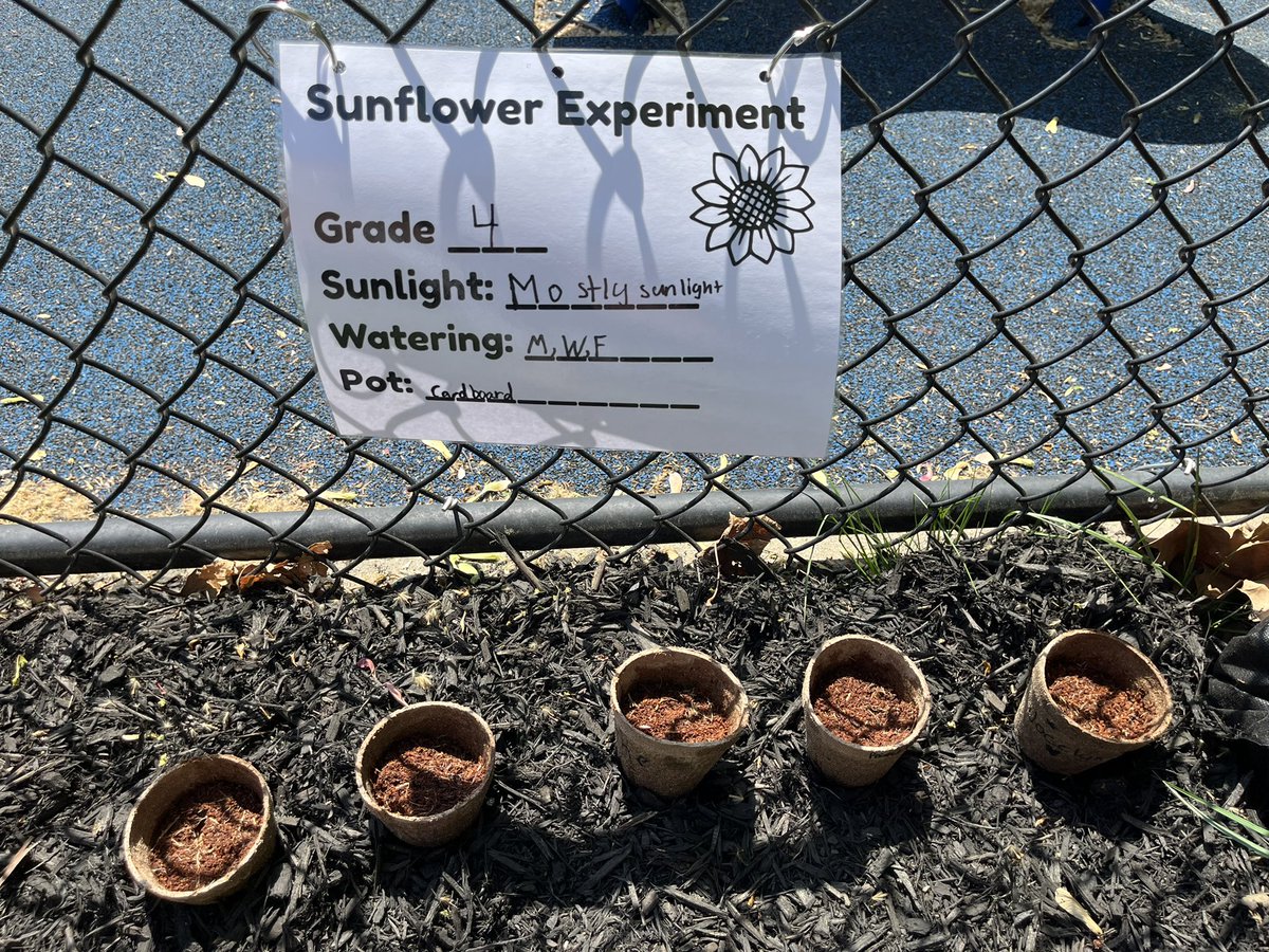 🌎#EnvironmentalClub celebrated #EarthDay this morning at <a href="/ParksideES/">Parkside Elementary</a> by beginning a sunflower experiment 🌻 

We can’t wait to see the results!

<a href="/Labik_Room202/">Mr. Labik</a>