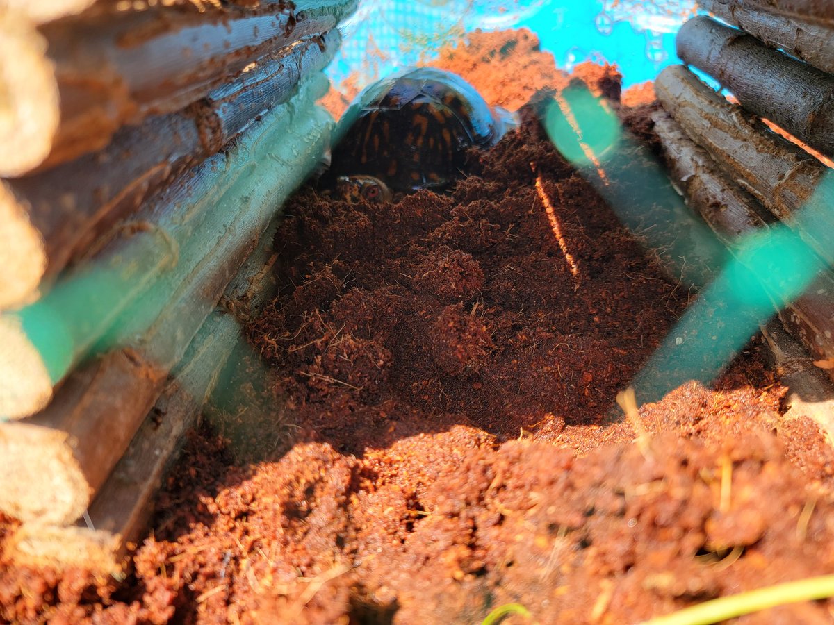 BeebsJoy's tweet image. Mr Turtle is not so sure about being outside for the first time in his life.  #MrTurtlesAdventures
#boxturtle
#turtlemom