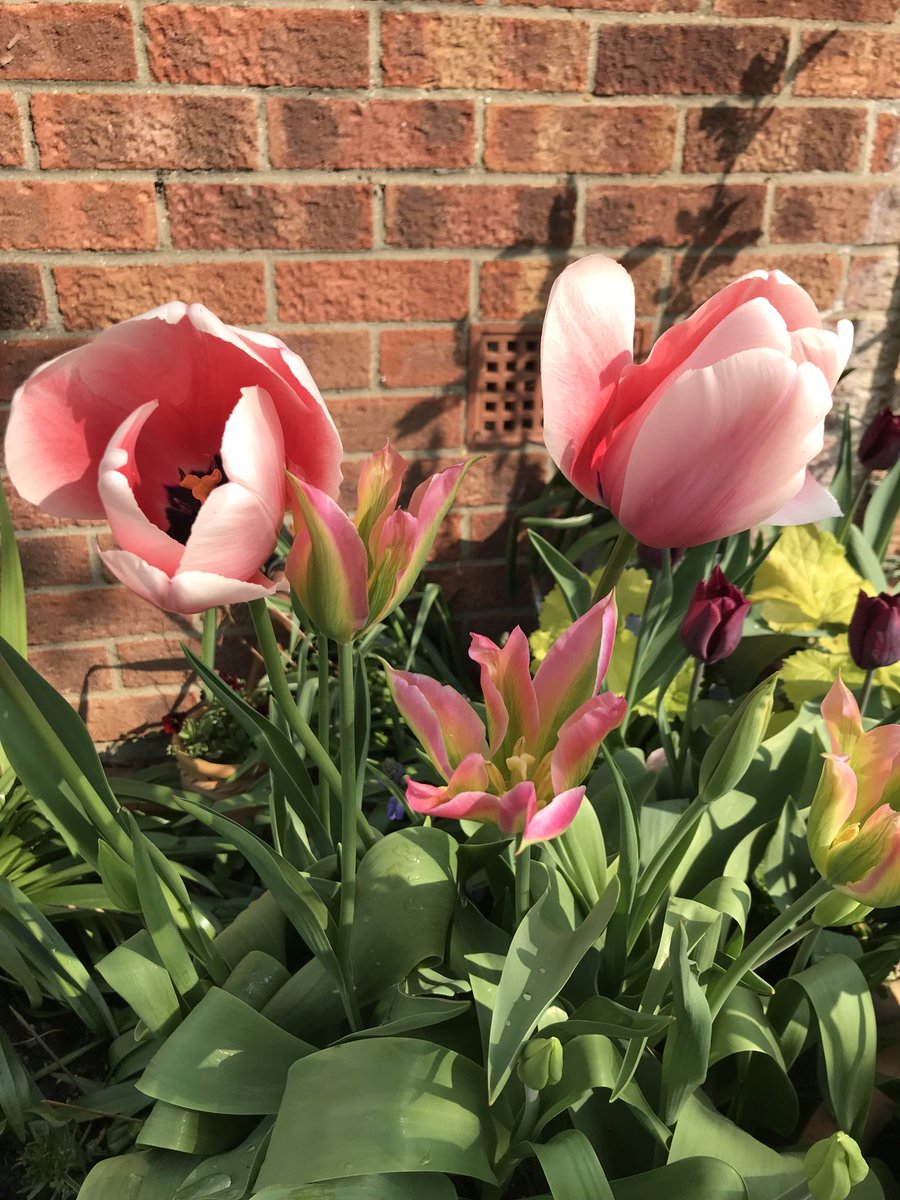 Tulip time!
#GardenersWorld #Shoutyhalfhour