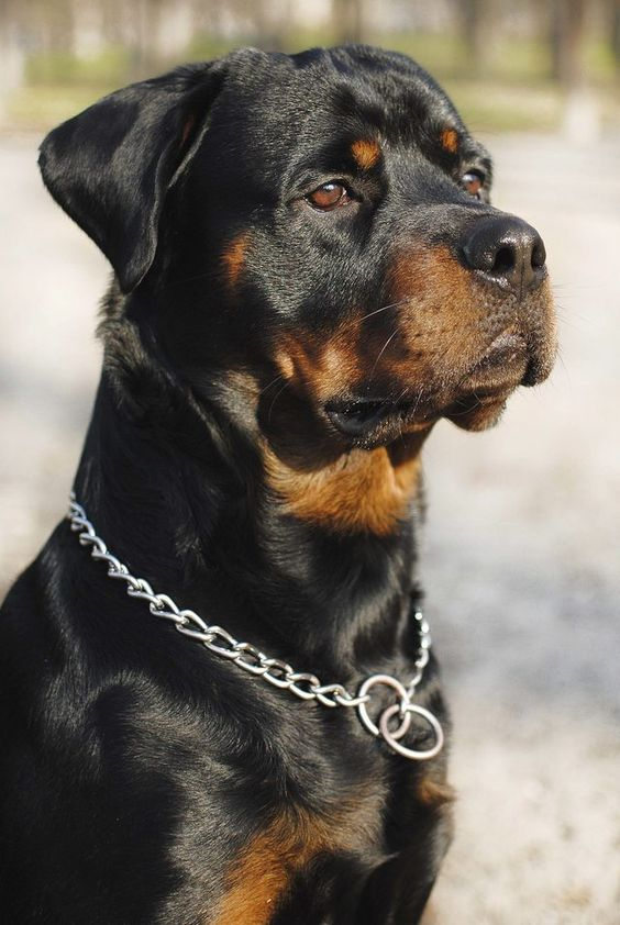 GStayreal's tweet photo. Just a dog.
#Rottweiler https://t.co/I3hax7aYrz