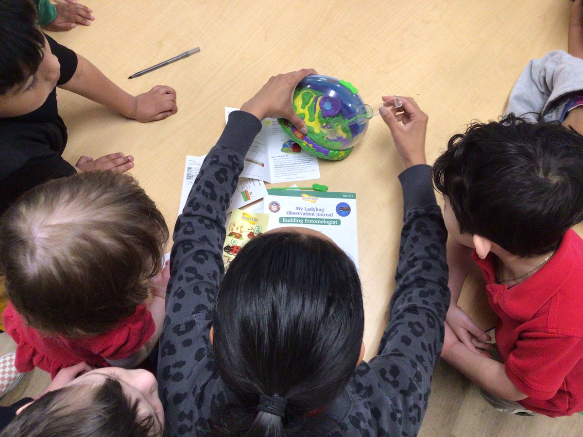 RBBPrekHackett's tweet photo. Ladybug Larvae have arrived! We can’t wait to watch them grow. @RedBankPreK https://t.co/CmLIaQkQPW