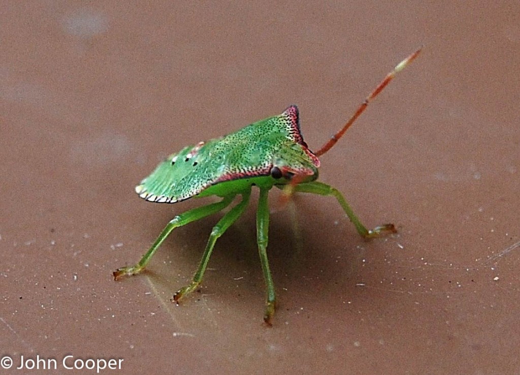 TheSuffolkMan's tweet photo. #Macro #GreenShieldBug https://t.co/a9HMi1RpAR