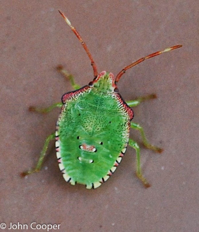 TheSuffolkMan's tweet photo. #Macro #GreenShieldBug https://t.co/a9HMi1RpAR