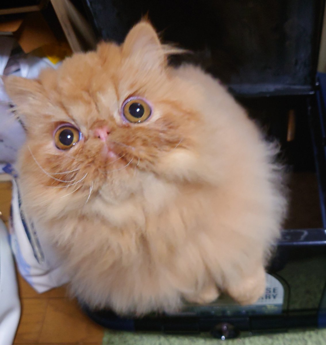 HARU09784603's tweet photo. 昨日大吉君シャンプーしてふわふわになりました🥰🥰
今日はCFAキャットショーがあるので早起きして今福岡空港に向かっています😊😊
#エキゾチックショートヘア
#エキゾチックロングヘア
#exoticshorthair
#exoticshorthairkitten
#CFAキャットショー
#cfacatshow
#HANAPECHAFAMILYSNANAMI https://t.co/WaQ36sjGYa
