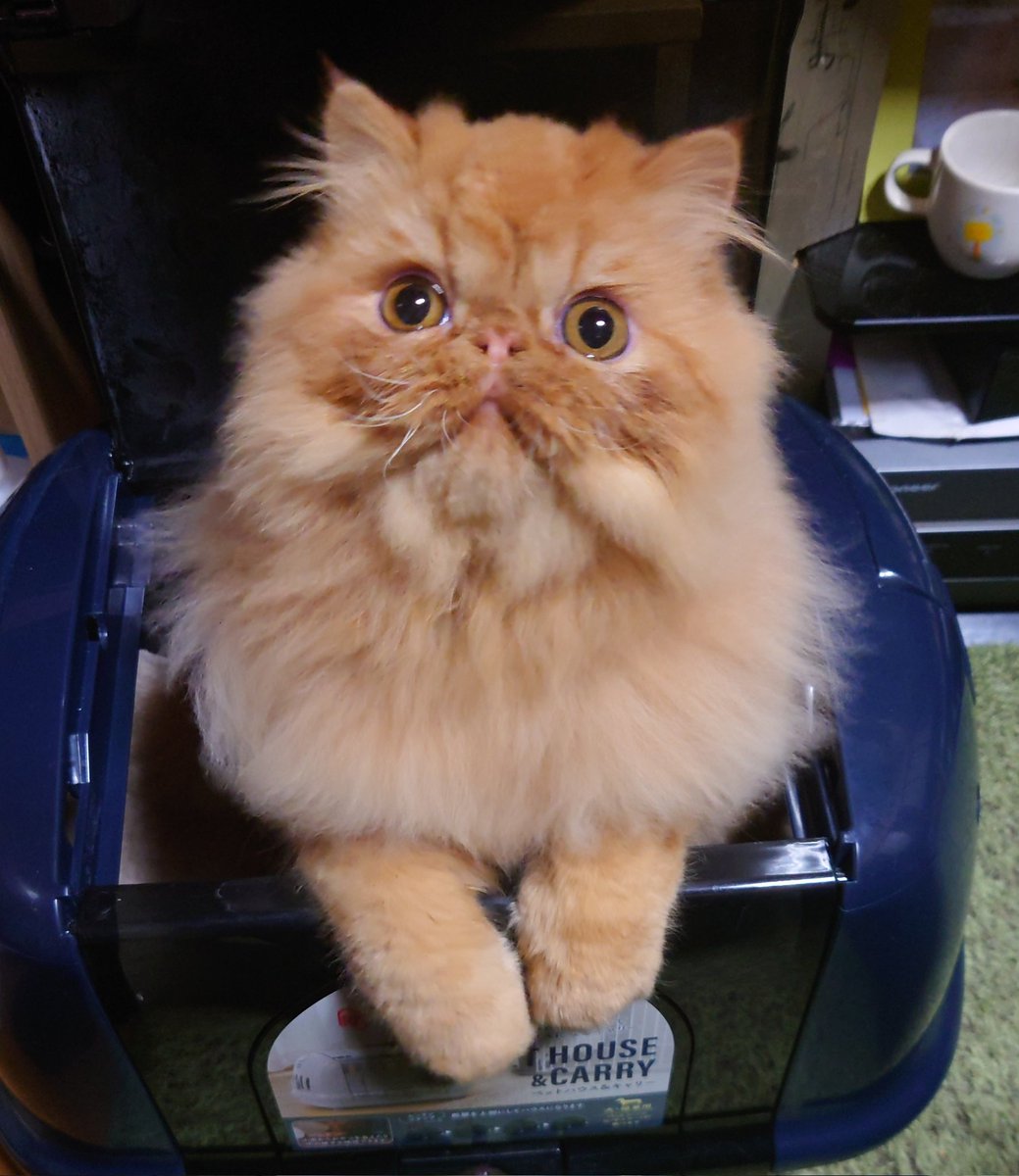 HARU09784603's tweet photo. 昨日大吉君シャンプーしてふわふわになりました🥰🥰
今日はCFAキャットショーがあるので早起きして今福岡空港に向かっています😊😊
#エキゾチックショートヘア
#エキゾチックロングヘア
#exoticshorthair
#exoticshorthairkitten
#CFAキャットショー
#cfacatshow
#HANAPECHAFAMILYSNANAMI https://t.co/WaQ36sjGYa