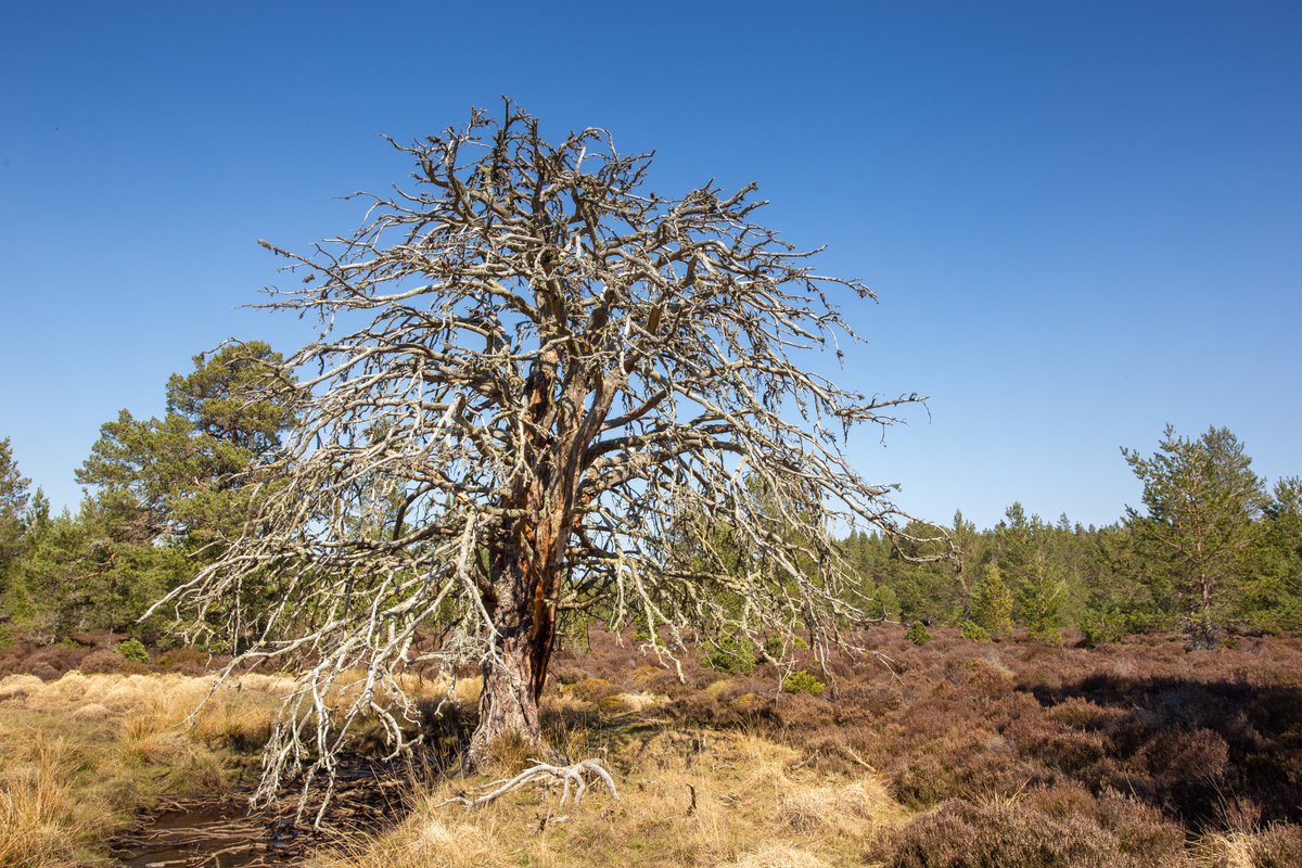 Huge, branchy standing dead Scot’s pine in Dell Woods, Abernethy NNR today.