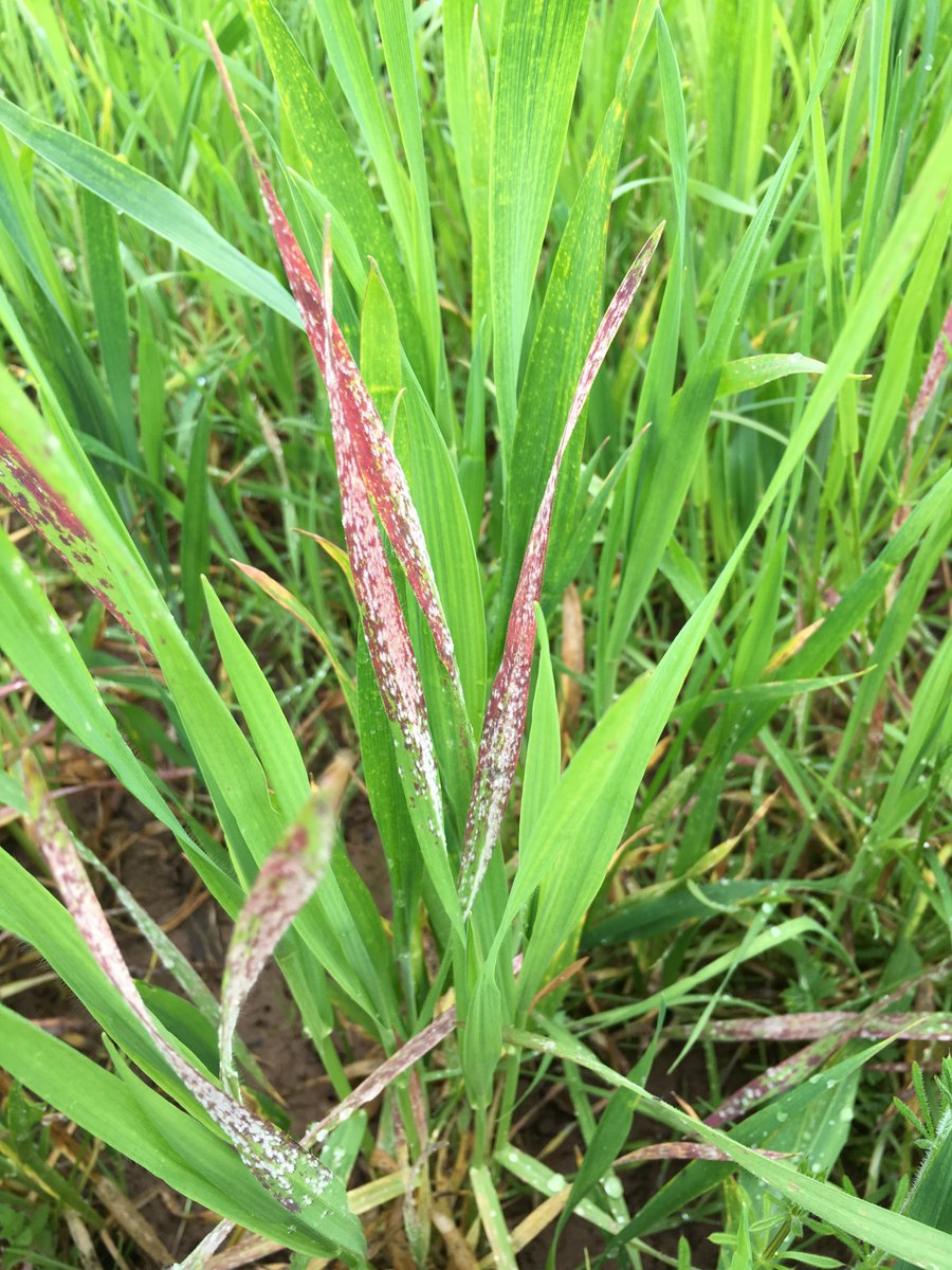 Mathew Barnes tweet media