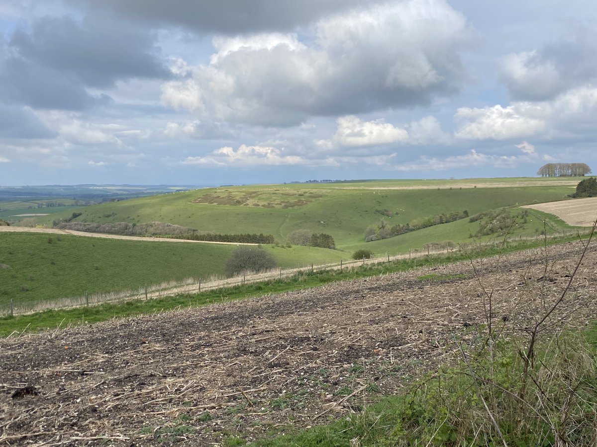 Day 111 of my #walk2023miles challenge supporting @TrussellTrust  a cracking day for a 19 mile walk on Cranborne Chase from Martin Down #cranbornechasewalks #bootsonmiles #stopukhunger #cranbornechase #martindown @CranborneChase
