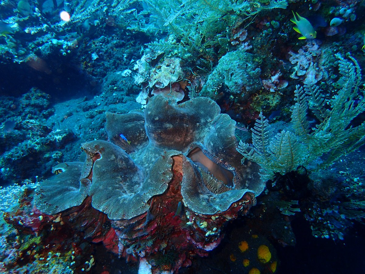 enadive's tweet photo. Come enjoy the under water world with us https://t.co/HnQv5WaDgS #scuba #scubadiver #scubadive #diver #openwaterdiver #PADIdivers https://t.co/rwhigzPTdO