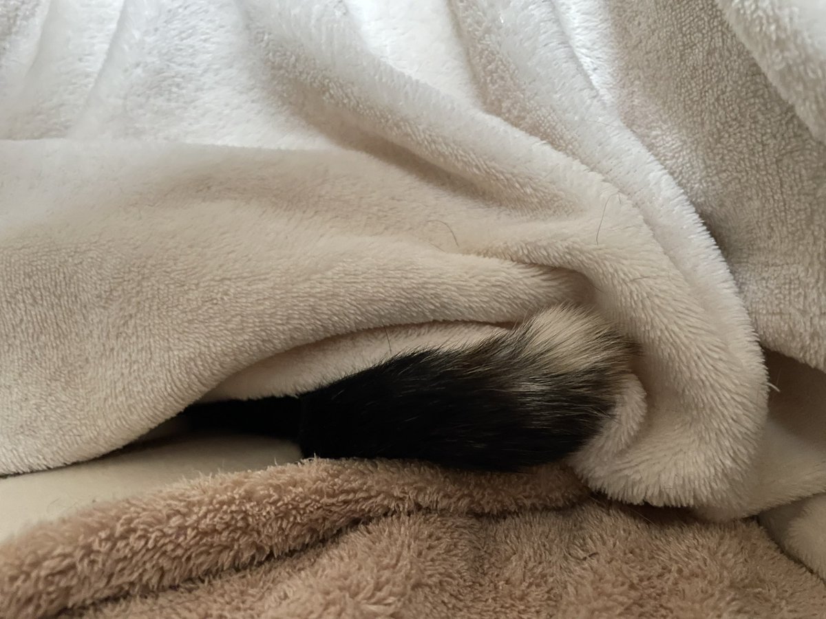 KikisSuper's tweet photo. #CatsLover #CatsOfTwitter #Caturday 
しっぽだけでてるのよ。 https://t.co/gUI2IIBOOy