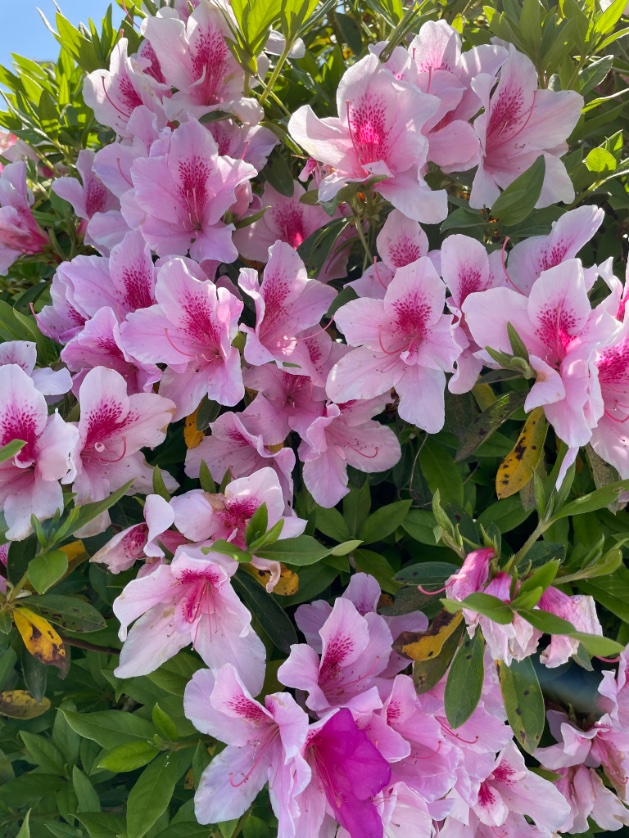 honeybird_fujo tweet picture