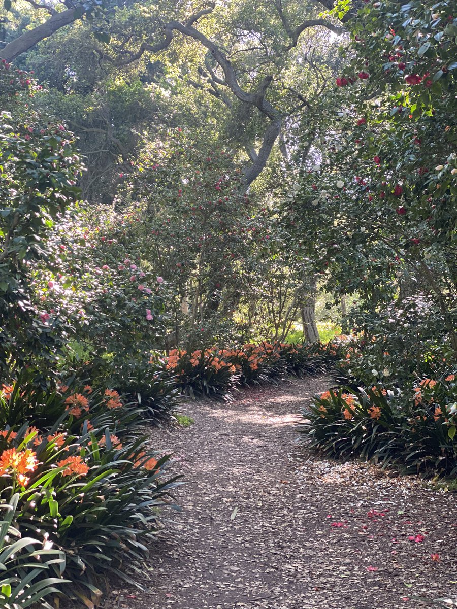 jwolfepr's tweet image. Come for the #lilacs, stay for the #clivia