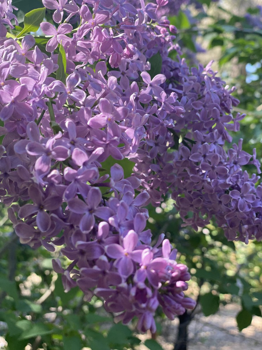 jwolfepr's tweet image. Come for the #lilacs, stay for the #clivia