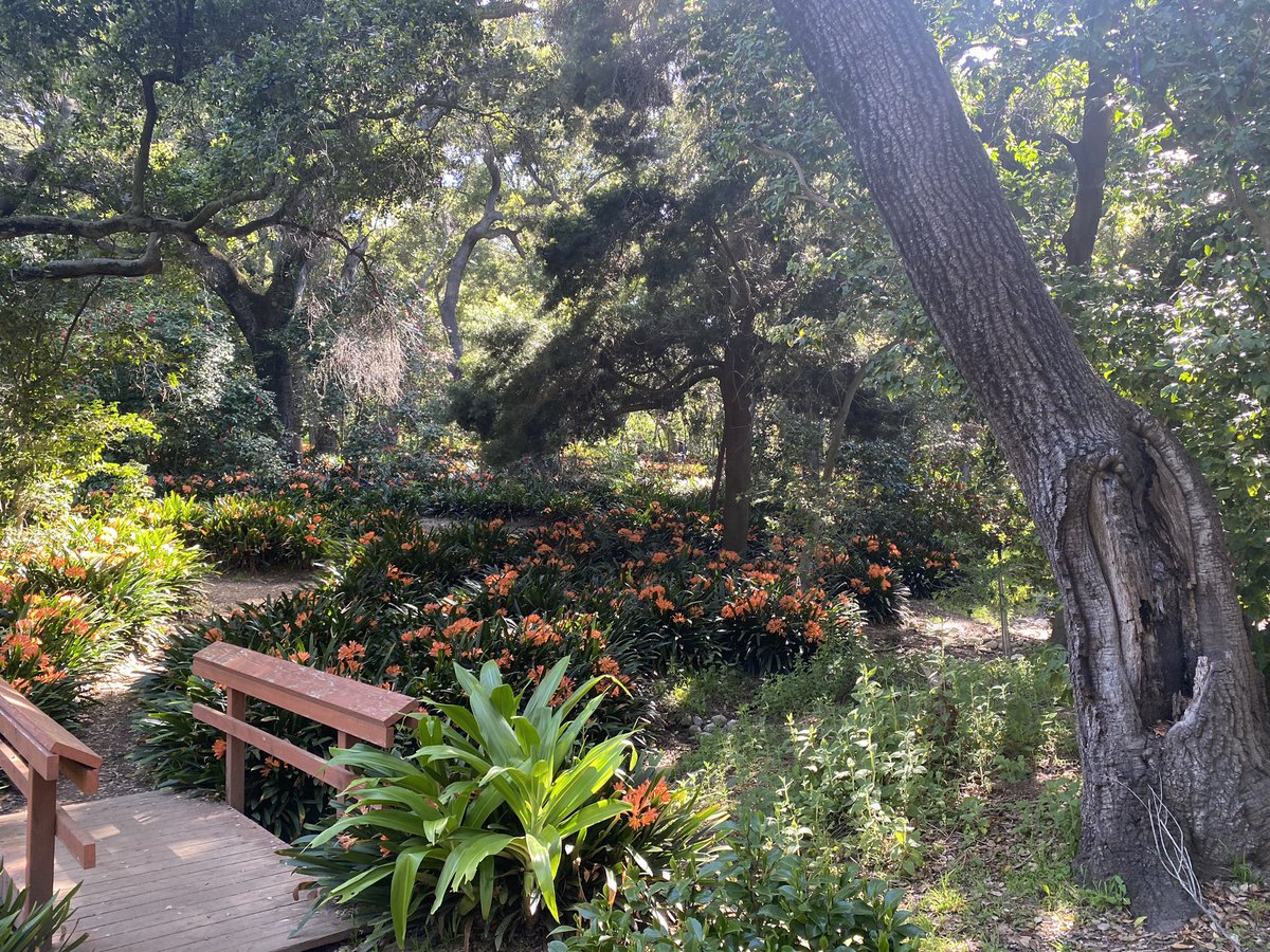 jwolfepr's tweet image. Come for the #lilacs, stay for the #clivia