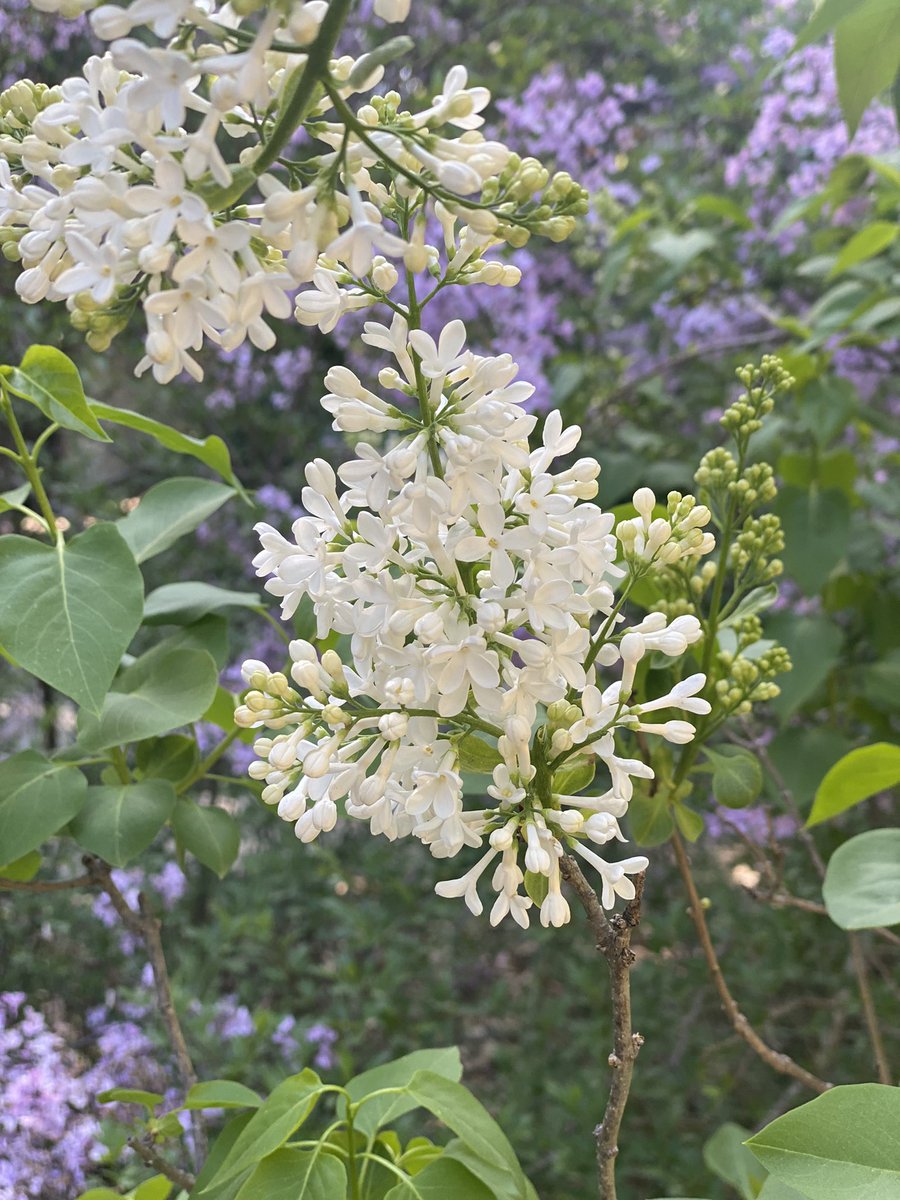 jwolfepr's tweet image. Come for the #lilacs, stay for the #clivia