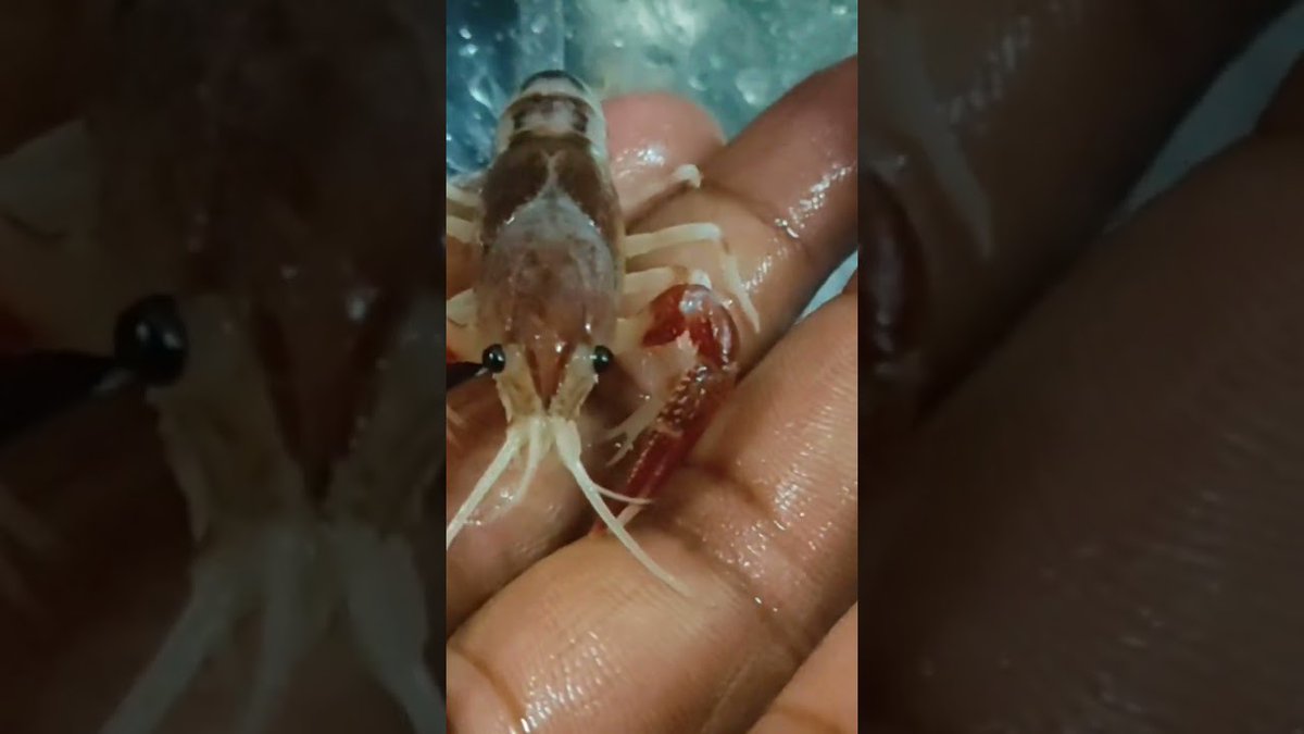 FlakeFood's tweet image. Aquariums: #fishhub #lobstar #aquarium #shrimp

flakefood.com/404782/aquariu…