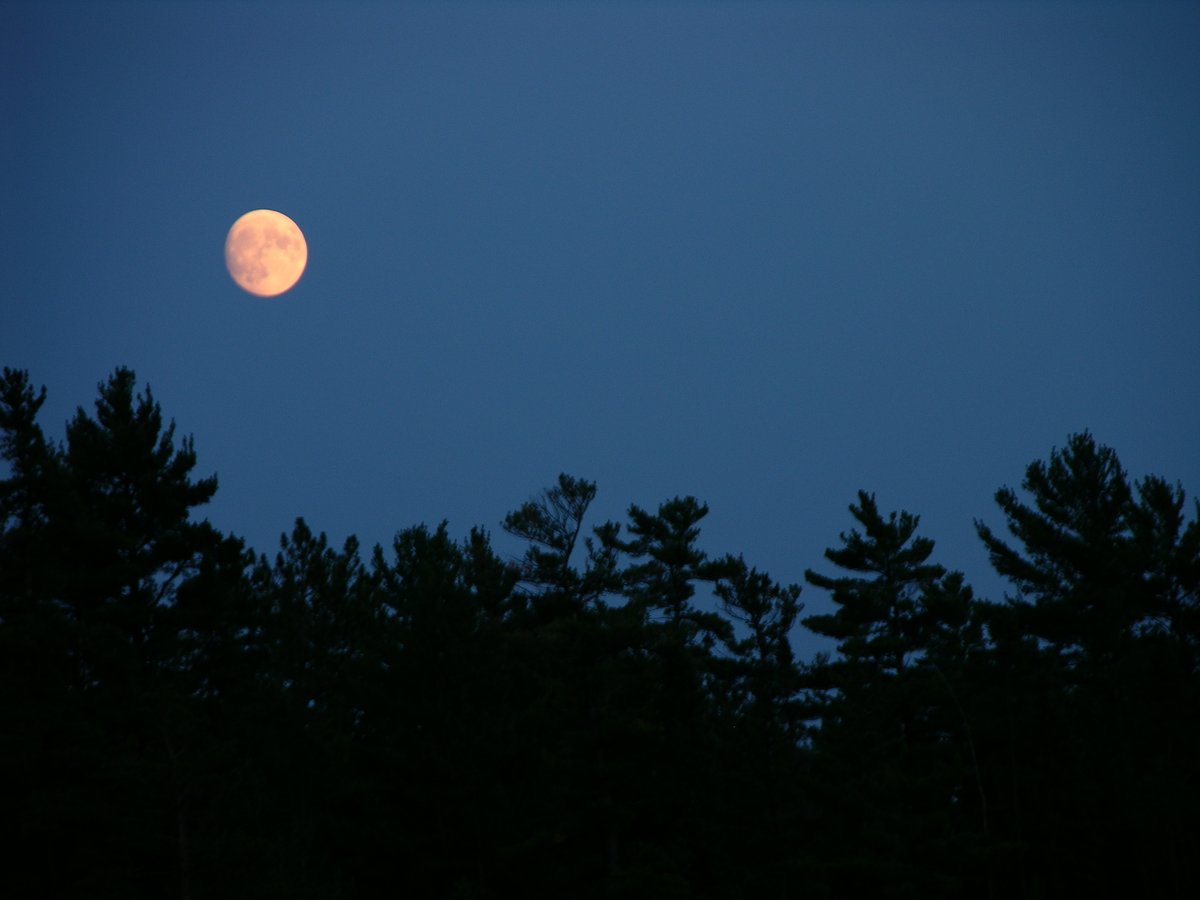 Seasonal changes in how long it is dark at night helps plants prepare for spring 🌷 and fall 🍂, and provides important signals to other animals that trigger events like amphibian breeding 🐸 and bird migration. 🐦

#InternationalDarkSkyWeek
