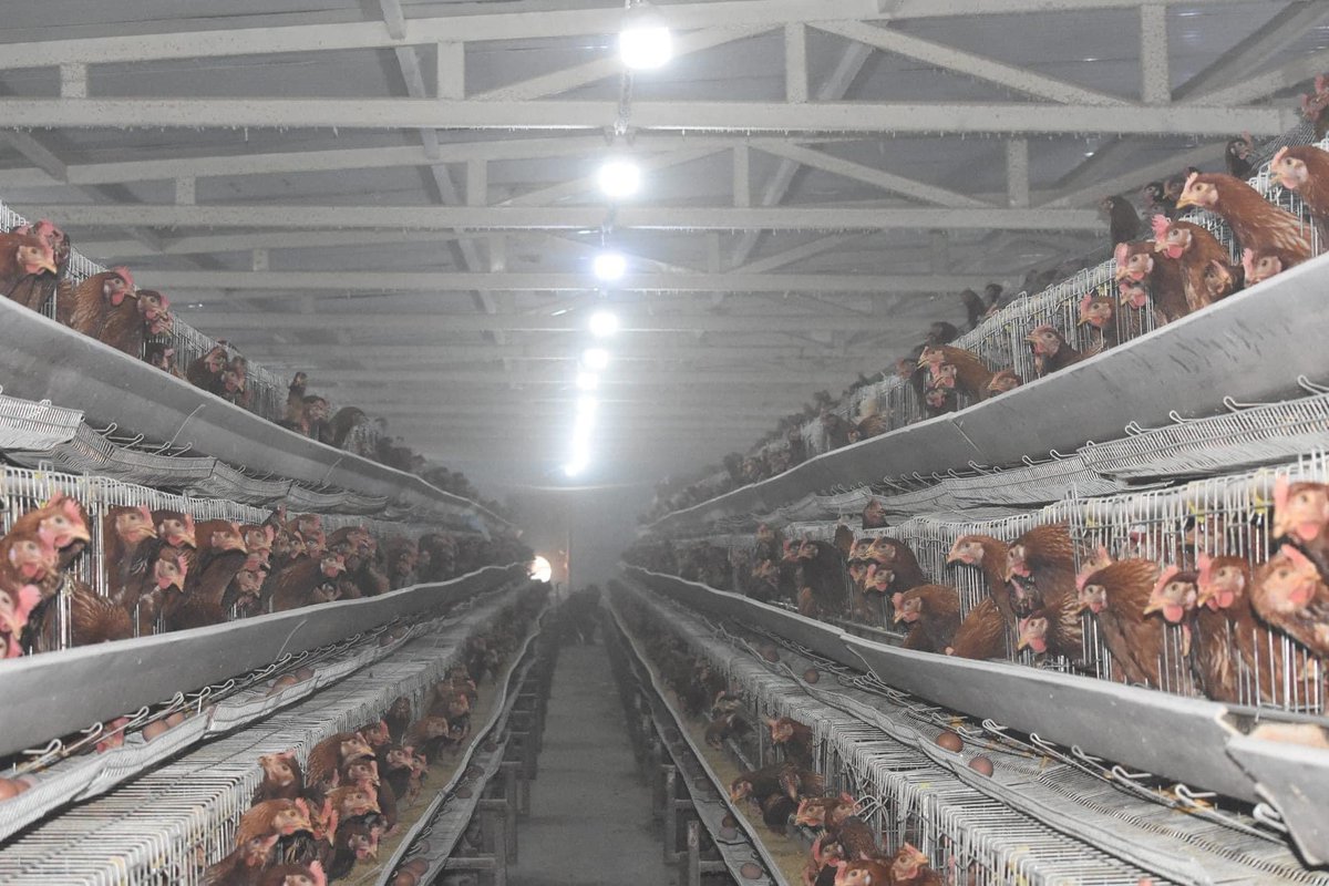 Дундговь аймгийн Сайнцагаан сумын 
Нутгийн брэнд Жаргалант сор ХХК-ний өндөг зах зээлд борлуулагдаж эхэллээ. 
Нутгийнхаа үйлдвэрлэлийг дэмжиж хамтарч ажиллахыг уриалж байна. Холбогдох утас 89003264,99004577