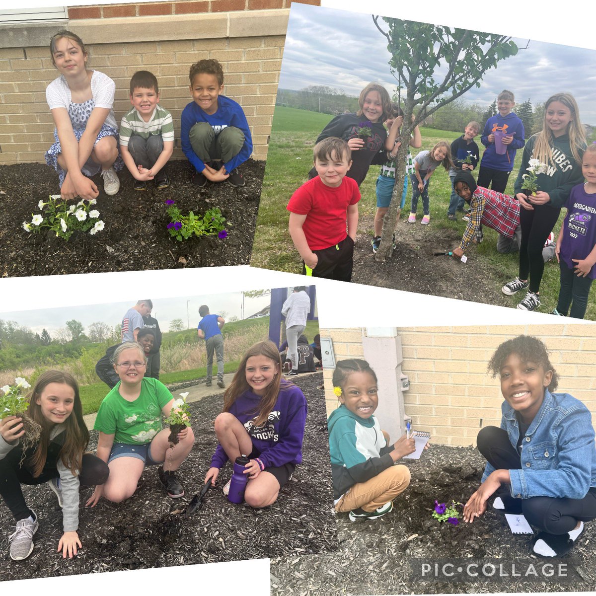 Big Middies and Little Middies planted purple and white flowers around <a href="/MillerRdgTweets/">Miller Ridge Elementary School</a> in celebration of Earth Day. 💜#MiddieRising #RocketPride