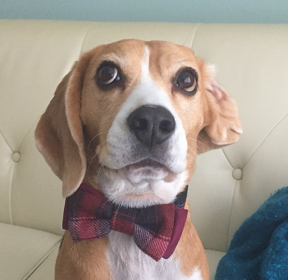 It's #NationalBeagleDay! On April 22 2018, more than 1,000 #beagles set an official Guinness World Record: guinnessworldrecords.com/world-records/…
.
We've celebrated #NationalBeagleDay every April 22 since then!