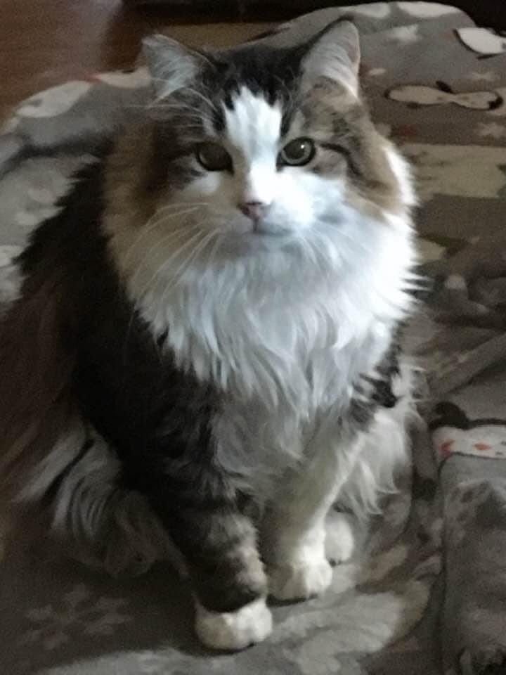 operagym's tweet photo. @bunsenbernerbmd Her name is Kitty. She was named by an elderly lady with dementia. After her passing we rescued her. https://t.co/cpYSQpSUI5