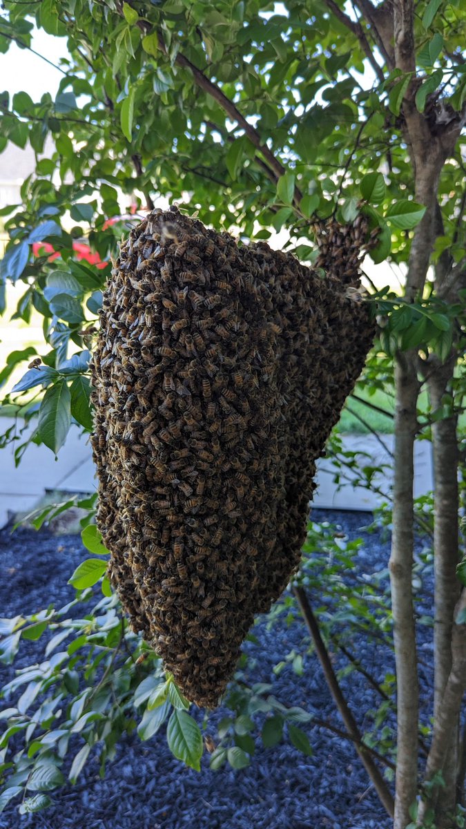 Swarm #10 
#wardensfarmnc #veteranowned #beekeeping #honey, #bees #beekeeper #honeybees #apiculture #savethebees #nature #farming #queenbee #buylocal  #ncbeekeeping #backyardbeekeeping #backyardbees #honey #realhoney #beekeepersofinstagram #honeybee #beehive #beeswax #wardensfarm