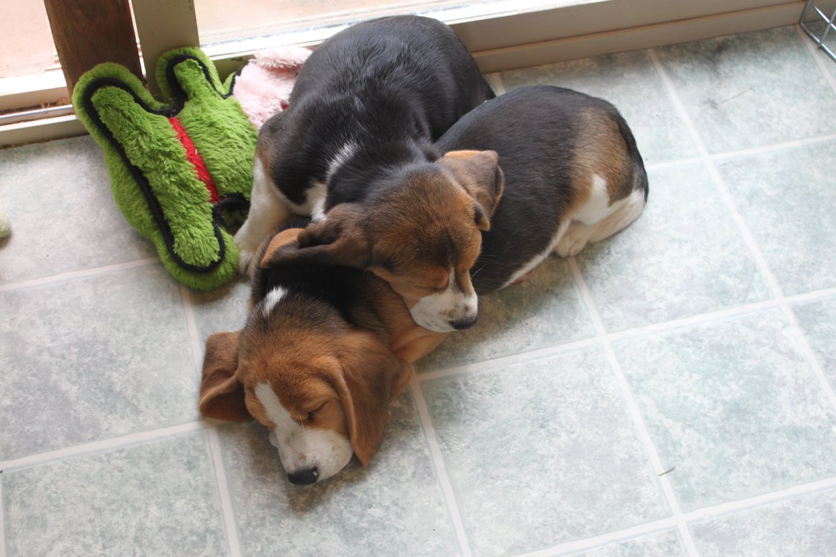 Beagle Facts tweet media