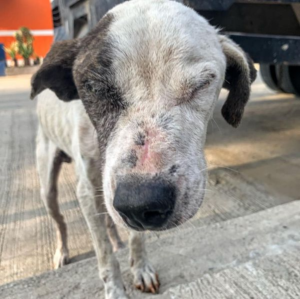 StreetDogLegacy's tweet photo. April 19th
Lily made it safely to the vets from El Nido. . ♥️

She has a long road to health but she is in the best place for now. 

Send love and prayers to Lily. <3 

Donate today:
https://t.co/H1uw9uy8Sy

#AnimalLovers #StreetDogSanctuary #BuyMeACoffee #AnimalRights https://t.co/sVwyvbRPXk