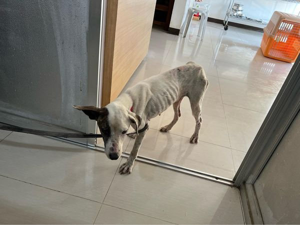 StreetDogLegacy's tweet photo. April 19th
Lily made it safely to the vets from El Nido. . ♥️

She has a long road to health but she is in the best place for now. 

Send love and prayers to Lily. <3 

Donate today:
https://t.co/H1uw9uy8Sy

#AnimalLovers #StreetDogSanctuary #BuyMeACoffee #AnimalRights https://t.co/sVwyvbRPXk