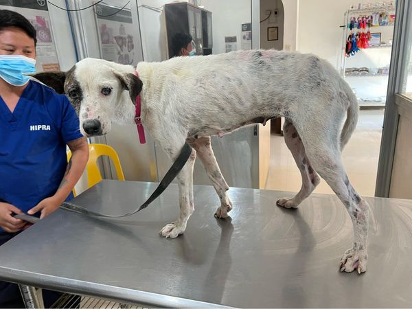 StreetDogLegacy's tweet photo. April 19th
Lily made it safely to the vets from El Nido. . ♥️

She has a long road to health but she is in the best place for now. 

Send love and prayers to Lily. <3 

Donate today:
https://t.co/H1uw9uy8Sy

#AnimalLovers #StreetDogSanctuary #BuyMeACoffee #AnimalRights https://t.co/sVwyvbRPXk