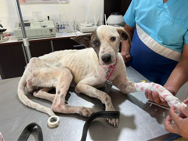 April 19th
Lily made it safely to the vets from El Nido. . ♥️

She has a long road to health but she is in the best place for now. 

Send love and prayers to Lily. <3 

Donate today:
buymeacoffee.com/StreetDogLegac…

#AnimalLovers #StreetDogSanctuary #BuyMeACoffee #AnimalRights