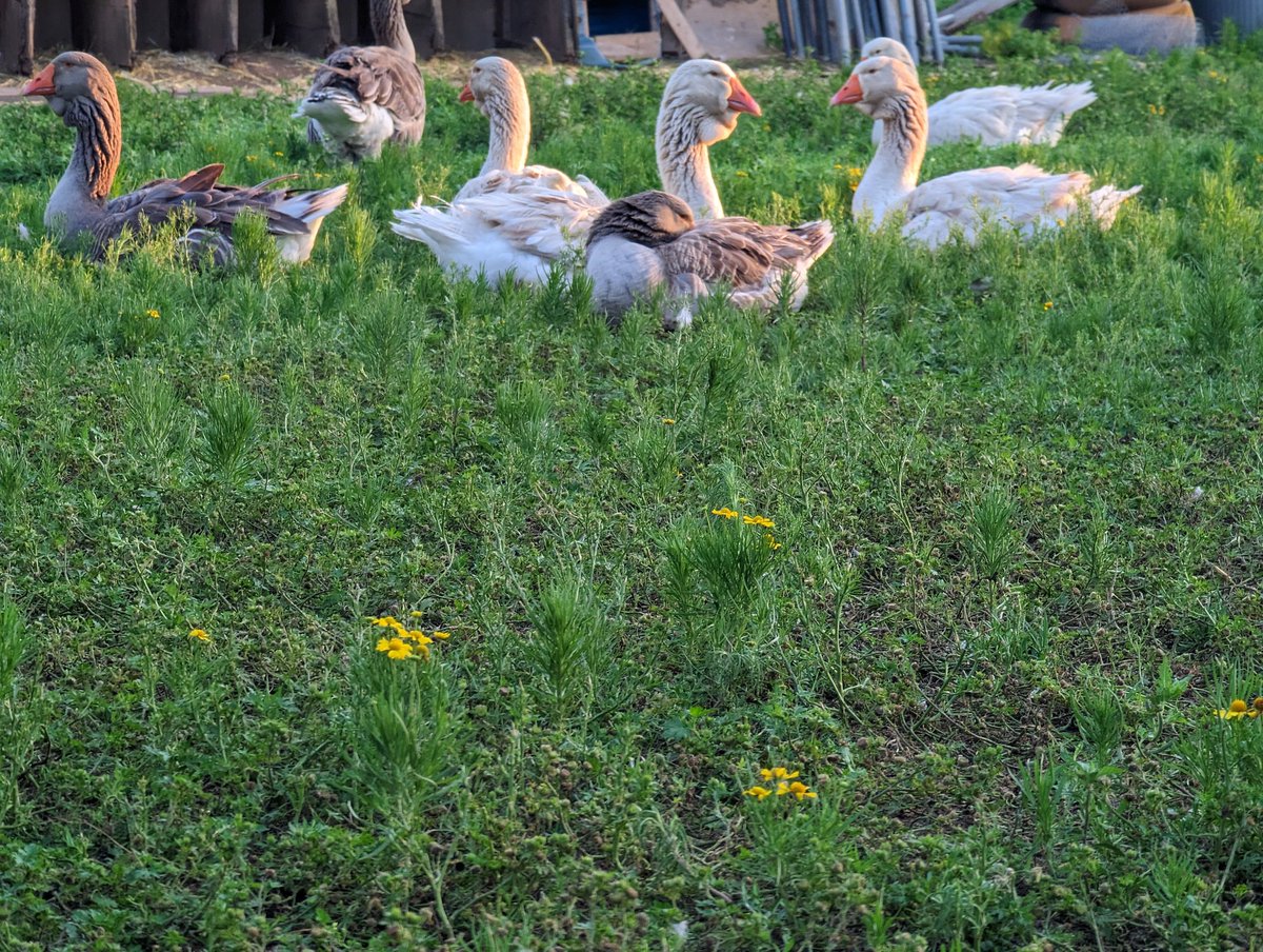 FarmCountryside tweet picture