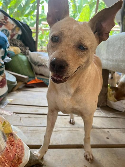 April 19th

Our sweet heart CheChe ♥️ You may be blind but that still doesn't stop you living your best life. Inspiration to us all 🐶

Learn more about us:
youtu.be/-_N_bI3vn5U

Donate today:
shorturl.at/jMW67

#StreetDogSanctuary #AnimalRescue #StreetDogs <a href="/MoveTheWorld/">World Animal Protection</a>