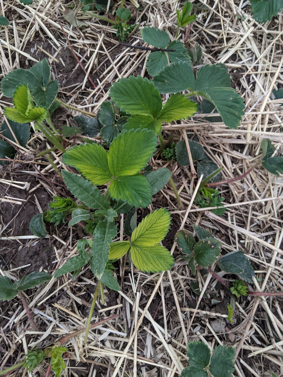 Dr. Stephen L Meyers tweet media