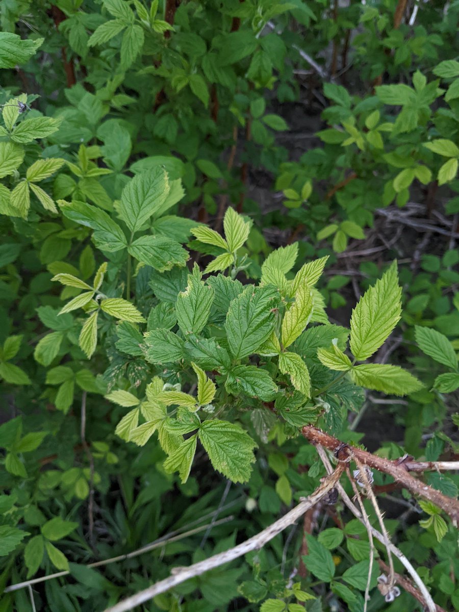 Dr. Stephen L Meyers tweet media