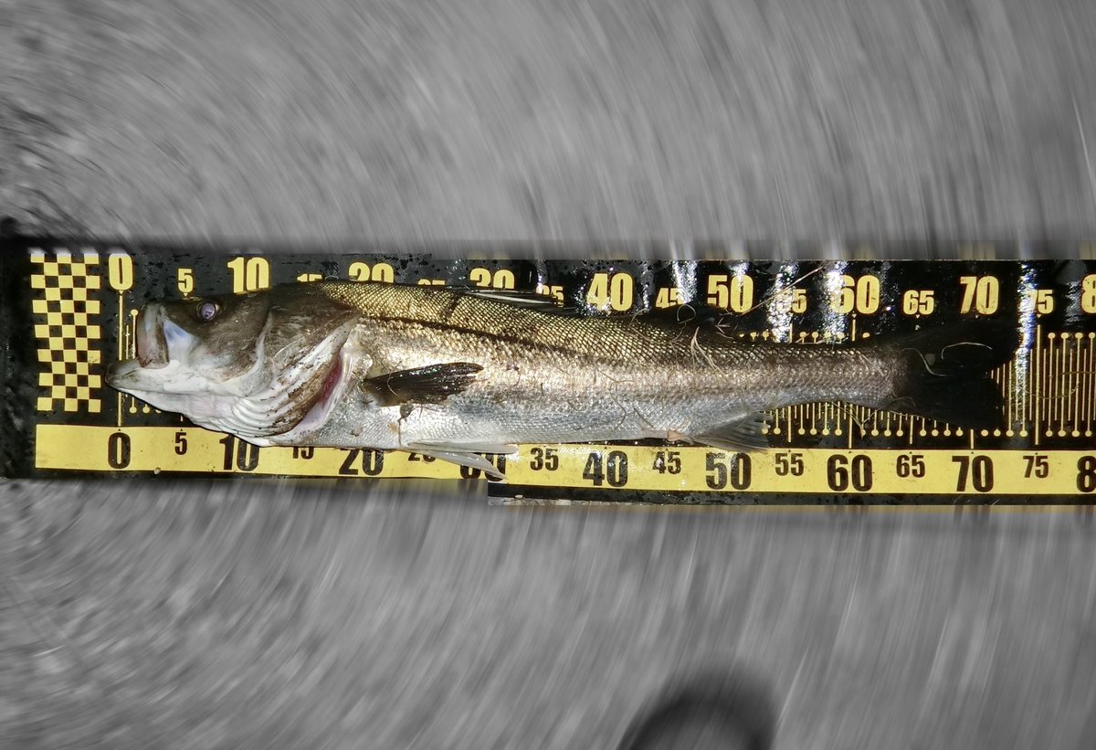 FishingLabo's tweet photo. 昨日も京浜クルクルバチ抜けシーバス結果‼️

10ヒット以上の６ゲット。

最大75cmのパワーファイターでしたね。

全部マニック95で釣れましたが、フックがネジれて直ぐにダメに👎

強化フックに交換してまた挑みます🤗

#東京湾奥シーバス
#バチ抜け https://t.co/3eTZQeuCs0
