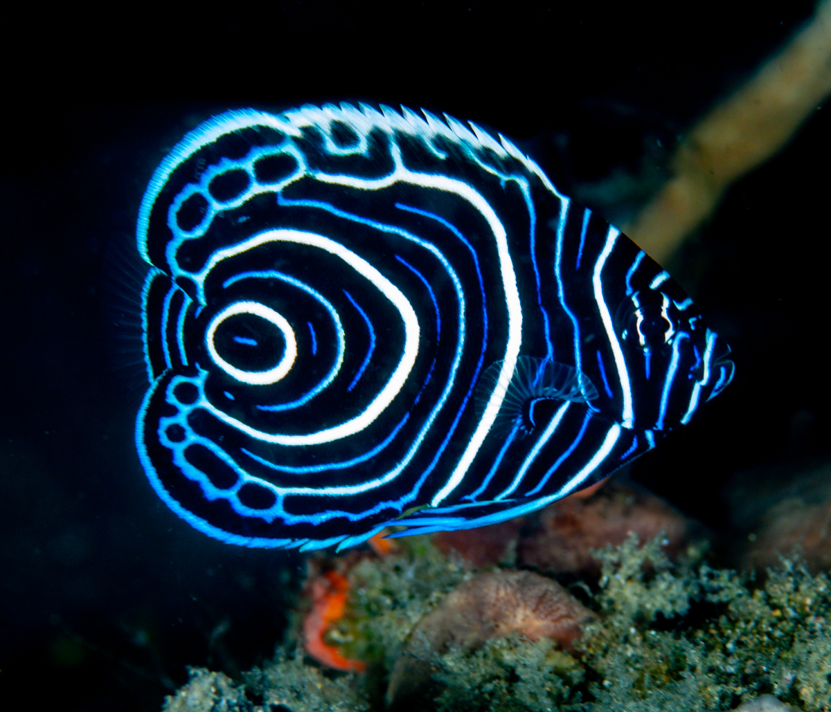 CoralReefFish's tweet photo. #EarthDay celebrations are starting worldwide! And to celebrate both Earth Day and the disappearance of blue birds in this app I will post blue fishes all day! I already posted Chrysiptera springeri, so here is another amazing blue fish, the juvenile Pomacanthus imperator! https://t.co/iBK8KUw5TB