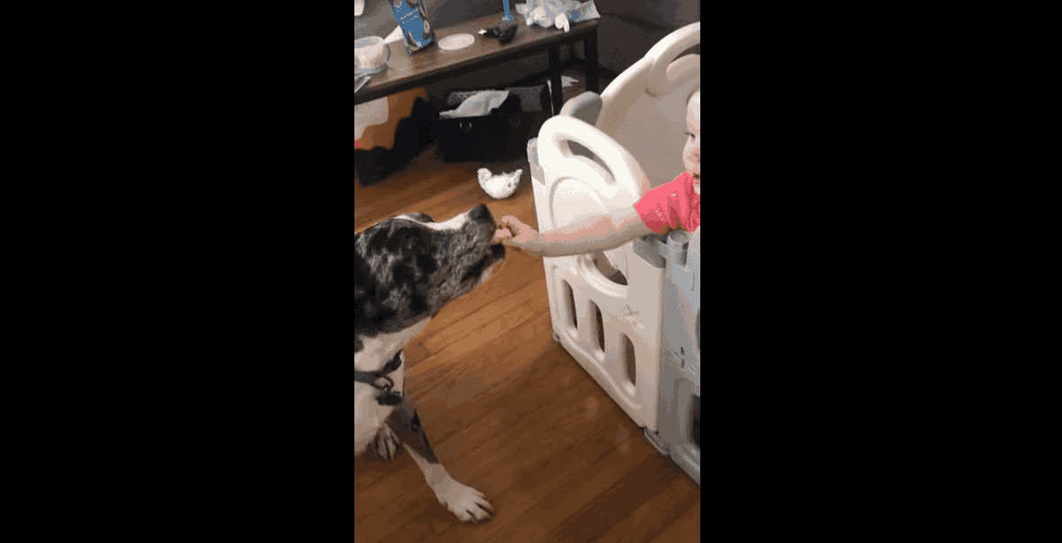 PawstyleO's tweet photo. Kids and dogs operate on the same level, which is why they quickly get each other. This baby girl is best friends with this black and white dog. They both don't speak yet, but these two understand each other perfectly. #LoyalDogs #ToddlerandDog

https://t.co/nIfBwI1fez https://t.co/JUmX4urttC