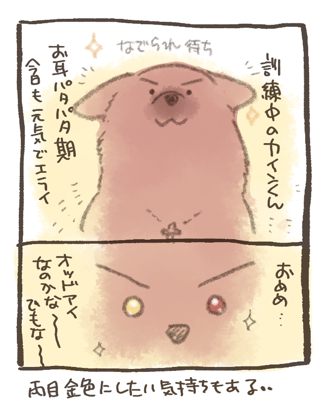 訓練中のカインくん(犬・1さい)※日記です 