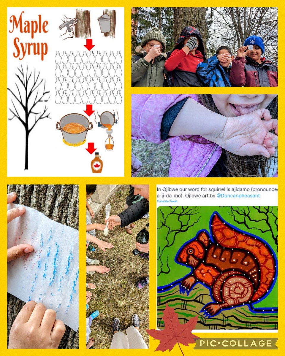 teacher_kath's tweet photo. Sweet spring @TDSBWilkinson: Anishinaabe story of maple syrup gift; discovering 'ajidamo' (squirrels) know when sap runs; maple bark rubbings; &amp; sampling sap to take home during #Ramadan for fasting Ss. Thanks @Duncanpheasant art @DhkBeau language for supporting #outdoorlearning. https://t.co/if4a7c3S9T