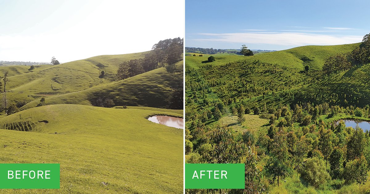 Happy #EarthDay! 🌏 

This years' theme is "Invest in our planet" which Greenfleet has been doing for over 25 years. Since 1997, we have:

🌳planted 10.3M trees 
🌳created 550 protected forests
🌳offset 4.4M tonnes of CO2-e

Pictured: Wurneet Laang Laang in South Gippsland, VIC.
