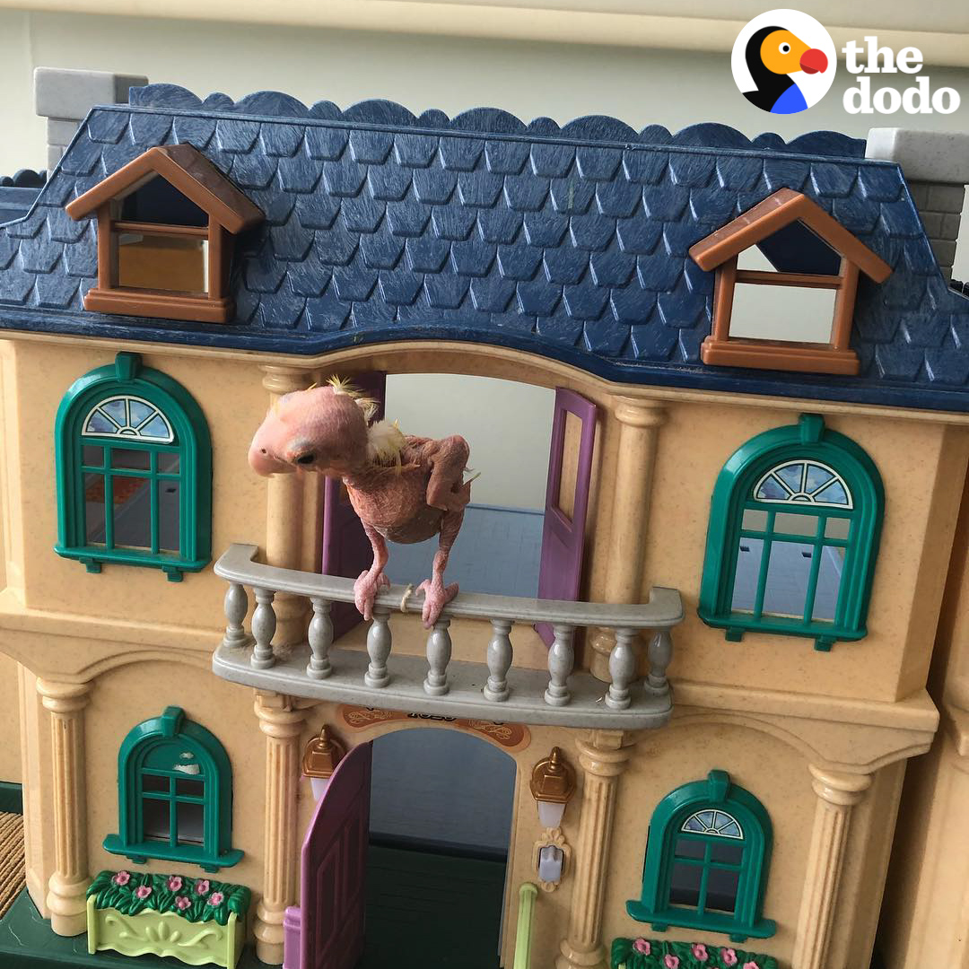 The Dodo On Twitter Naked Bird Is Obsessed With His Dollhouse