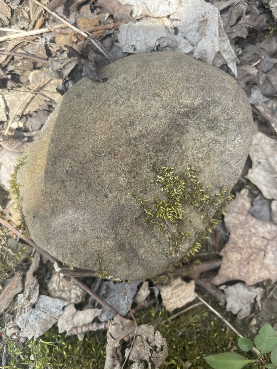 MichelleRiccel1's tweet photo. A beautiful day to celebrate Earth Day! We went on a nature scavenger hunt and made connections to people, math, reading, science, art and more! I love the unexpected learning that takes place on an adventure! Summarizing our learning for the week. ❤️ #thisischagrin https://t.co/dOrzBJWqlp