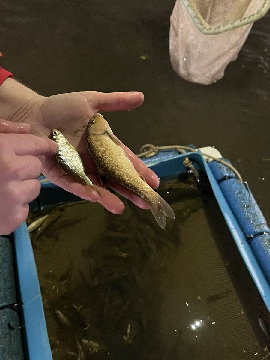 #fieldlabfriday with E443 Aquatic Habitat Analysis <a href="/IUONeill/">O'Neill School of Public and Environmental Affairs</a> <a href="/IULimnologyLab/">IU O’Neill Limnology Lab</a> is the best day of the week! We had the opportunity to electrofish Clear Creek with <a href="/idemnews/">Indiana Department of Environmental Management</a>  While it was raining the overpass offered a nice space to work and stay dry! Thank you IDEM and students!