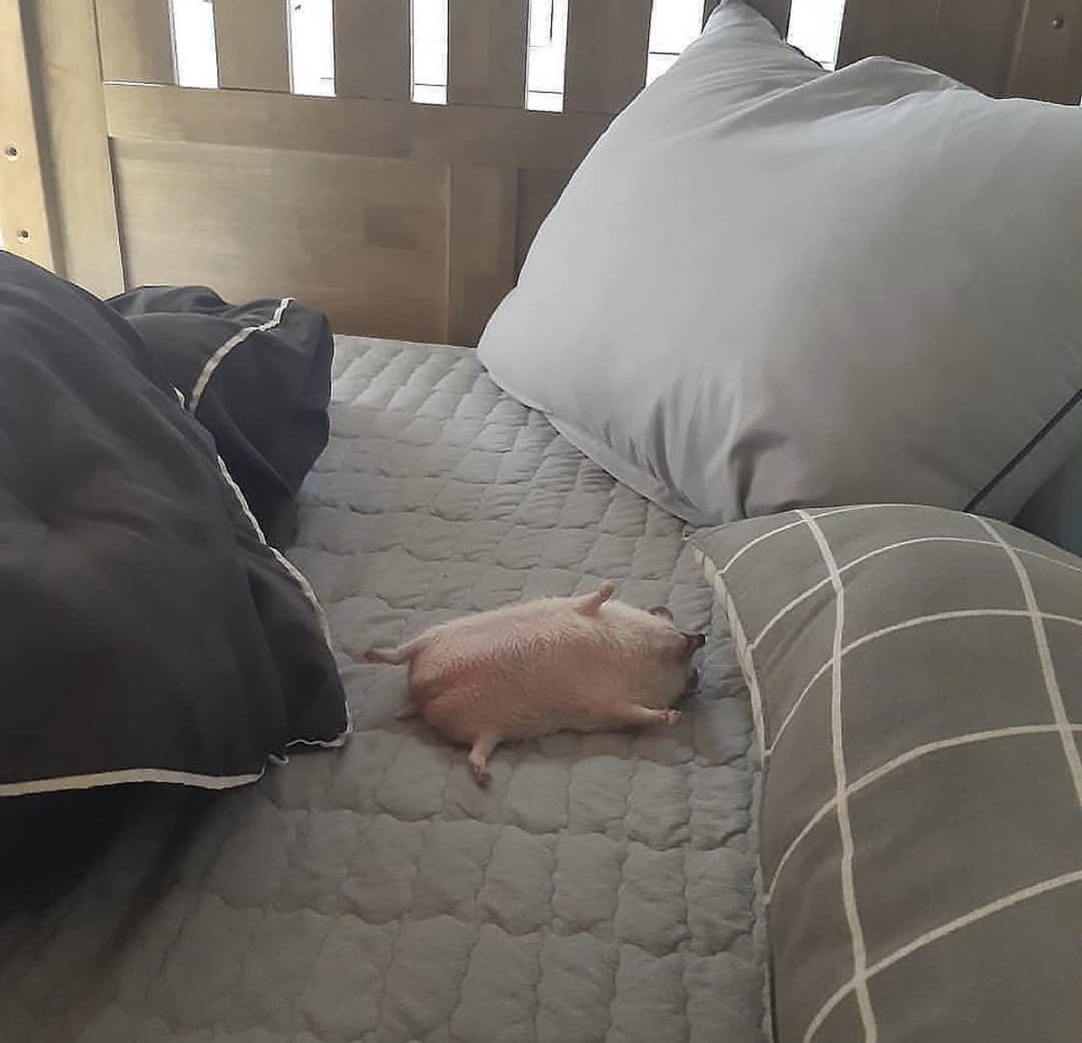 I am he, both mentally and physically