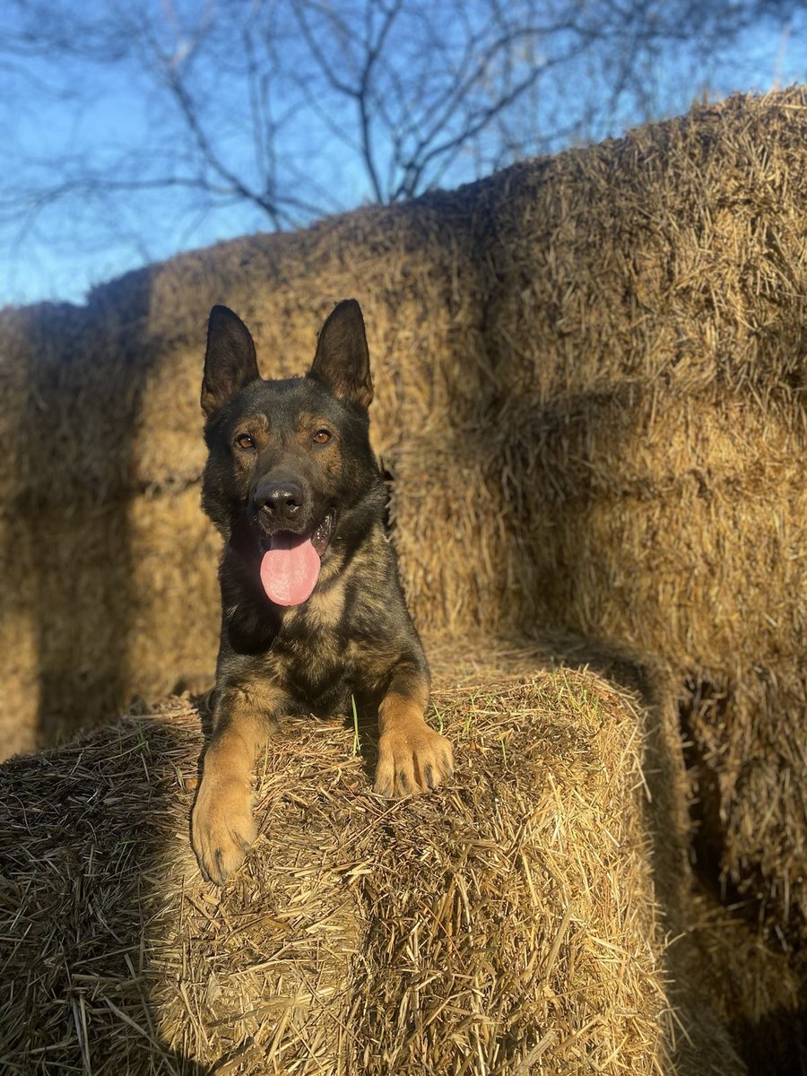 NSPoliceDogs's tweet photo. Great teamwork between @nspolicedogs @ipswichpolice &amp; @NSRAPT last night 😎 PD Thor helps officers locate a wanted male, who fled the scene of an assault &amp; then attempted to hide from Thor……..Big mistake 😂👏🏼👏🏼👏🏼👏🏼 #TheNoseKnows #PDThor #853 #1Detained https://t.co/dfaJmkjbkL