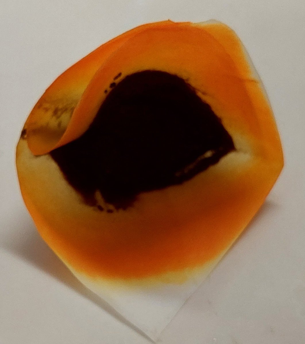 Investigando las plantas colorantes y su composición fitoquimica...<a href="/UESoficial/">Universidad de El Salvador - UES</a> <a href="/sicues_sv/">Secretaría de Investigaciones Científicas UES</a>